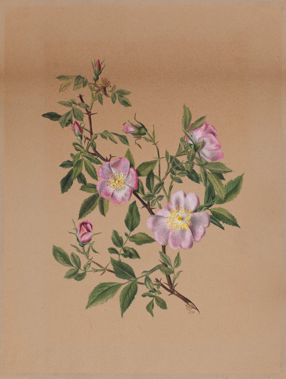 Malva rosa (Hibiscus moscheutos) da Mary Vaux Walcott