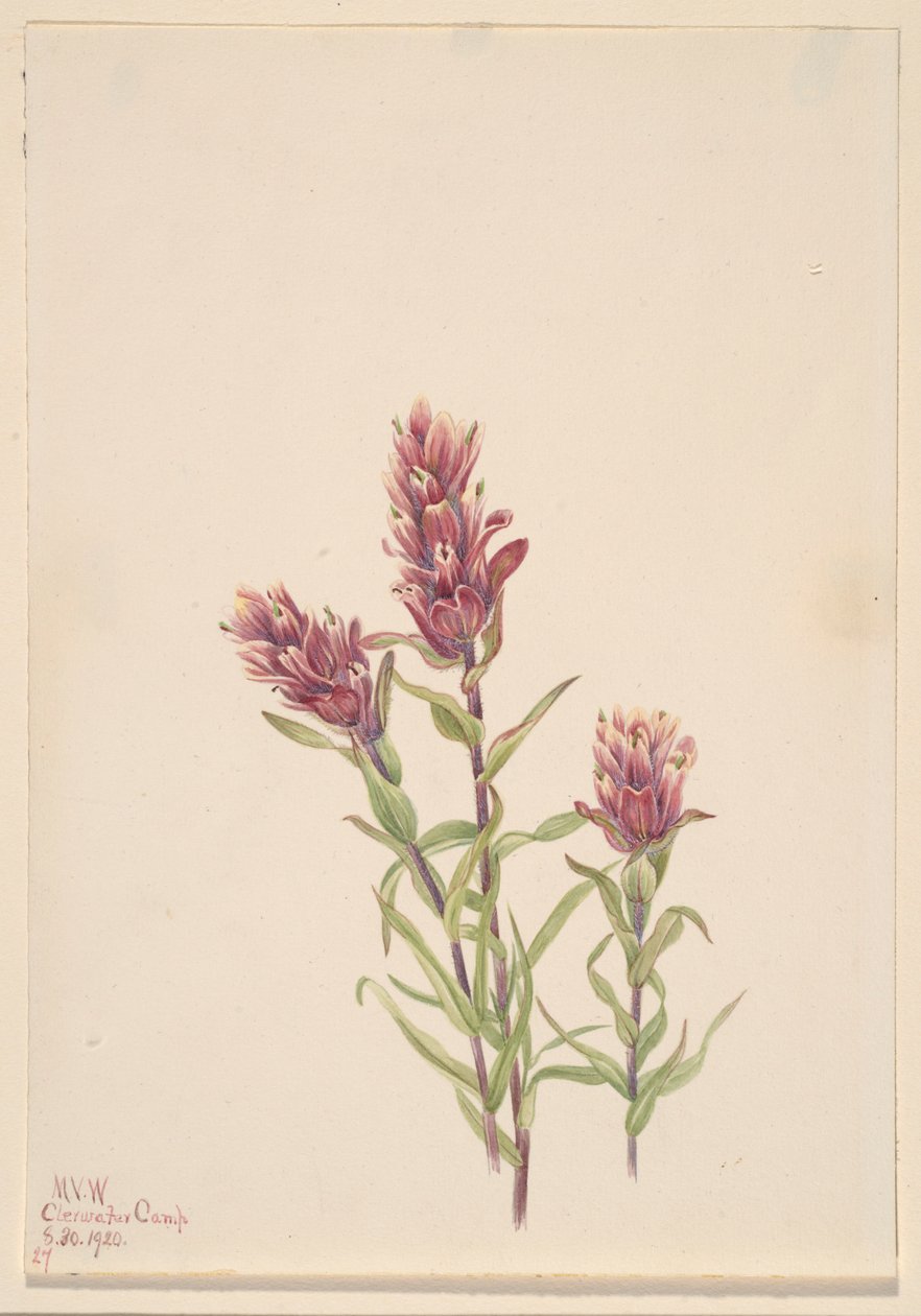 Pennello rosa (Castilleja pallida) da Mary Vaux Walcott