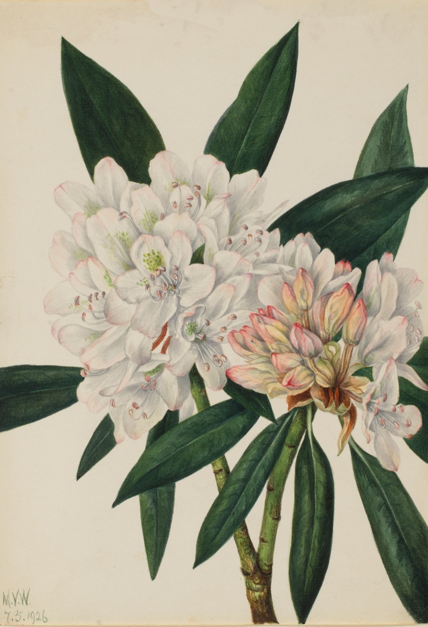 Rhododendron maximum da Mary Vaux Walcott