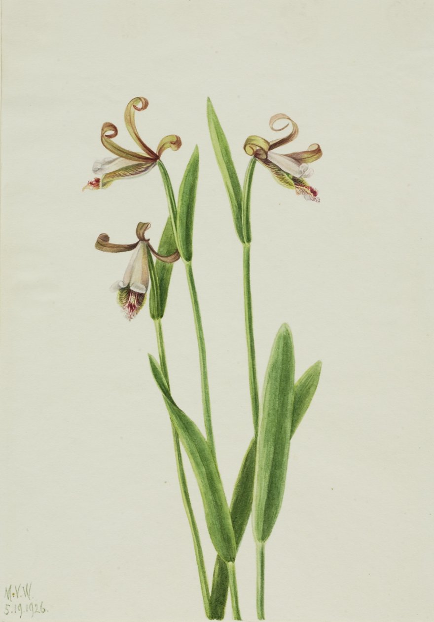 Orchidea bocciolo di rosa (Pogonia divaricata) da Mary Vaux Walcott