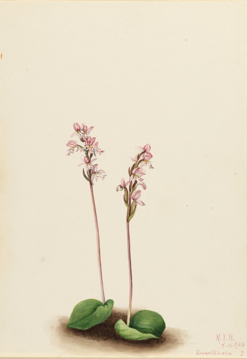 Orchidea a foglie rotonde (Orchis rotundifolia) da Mary Vaux Walcott