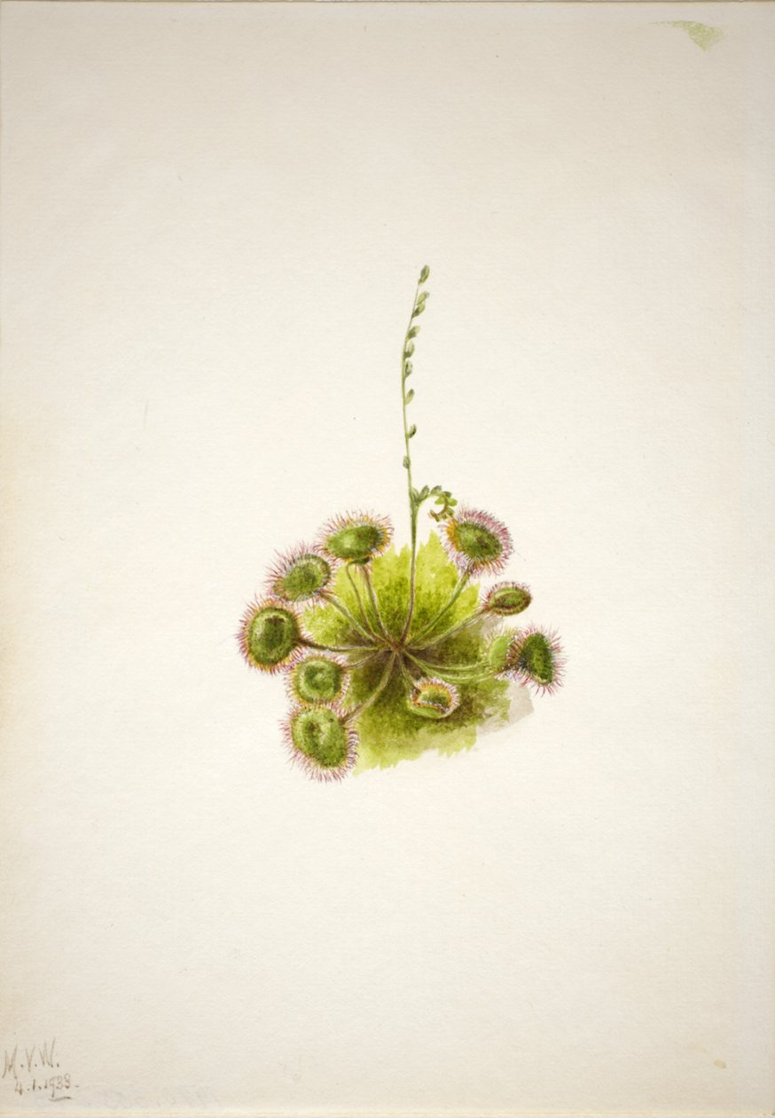 Drosera rotundifolia (Drosera rotundifolia) da Mary Vaux Walcott
