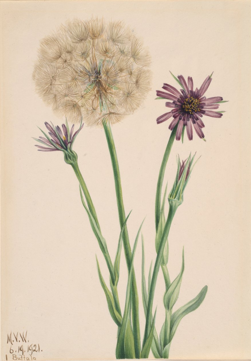 Salsify Tragopogon porrifolius, 1921 da Mary Vaux Walcott