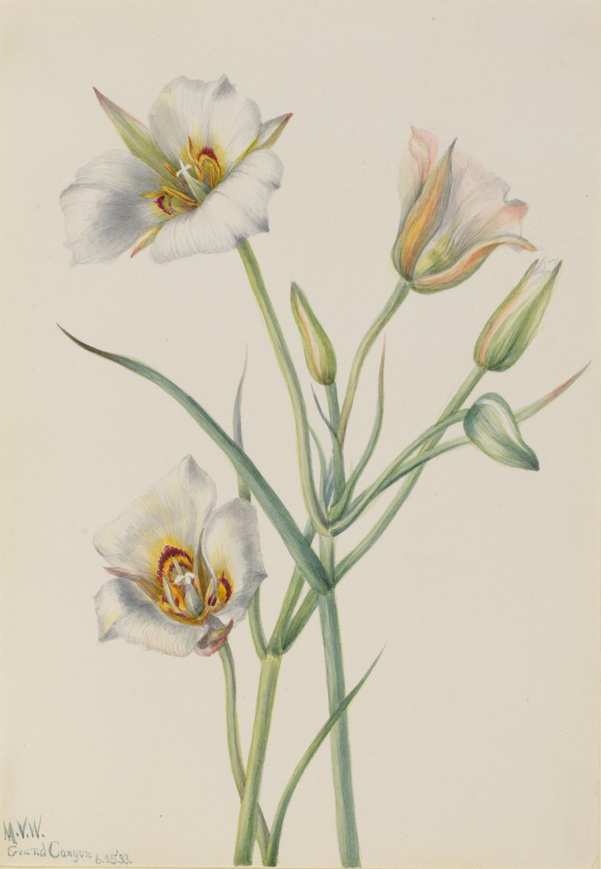 Giglio di Sego (Calochortus nuttallii) da Mary Vaux Walcott