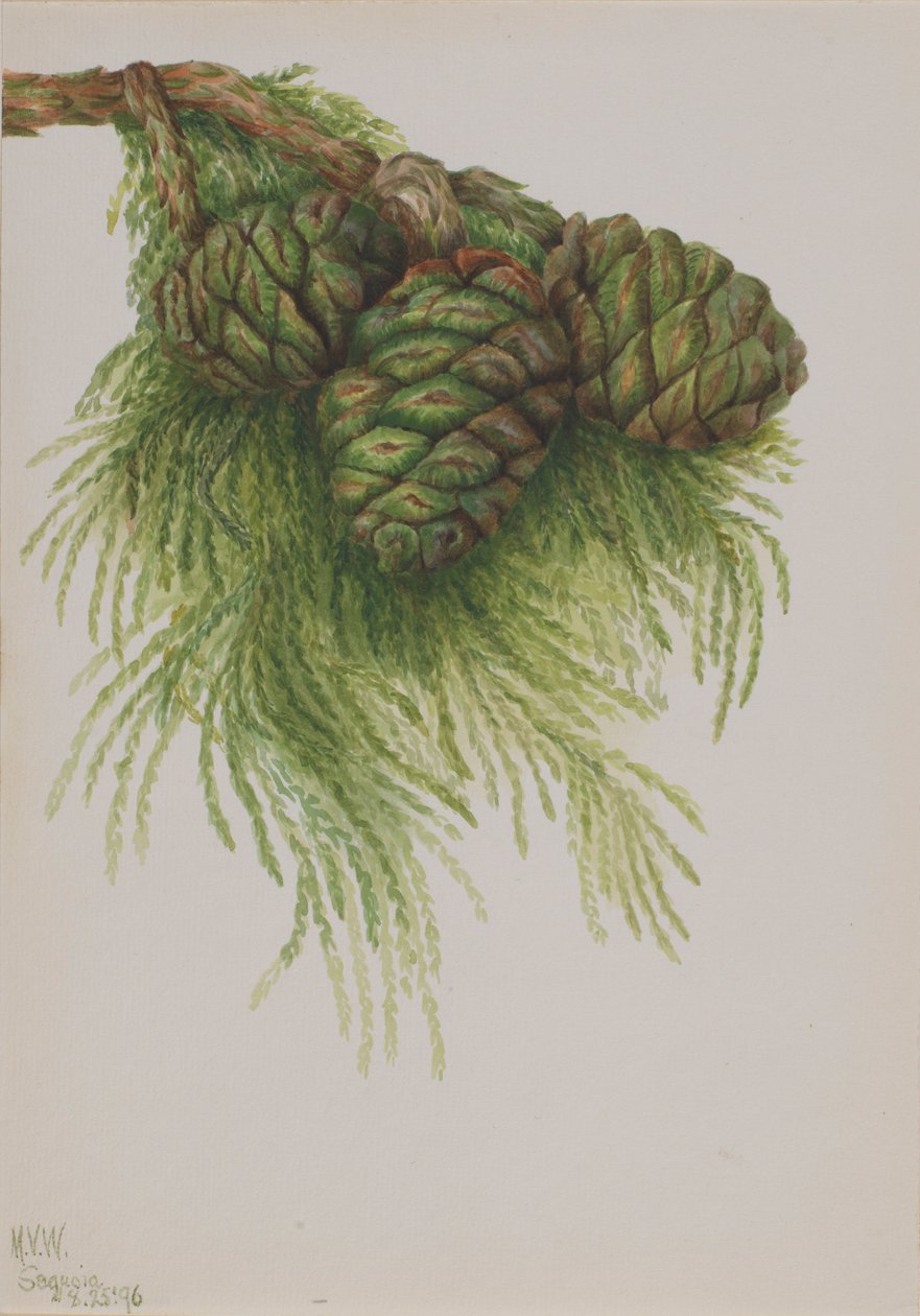 Sequoia (Sequoia gigantea) da Mary Vaux Walcott