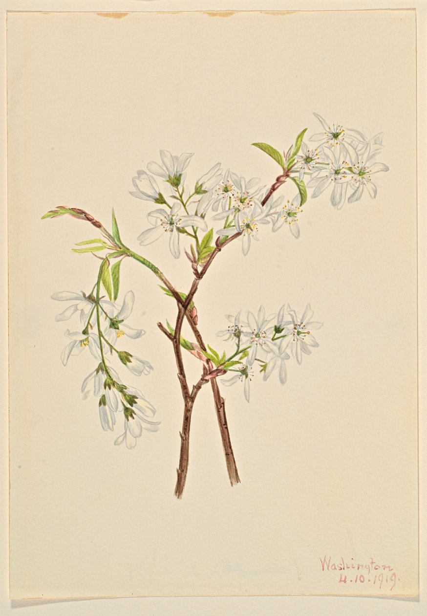 Ombrellifere (Amelianchier oblongifolia) da Mary Vaux Walcott