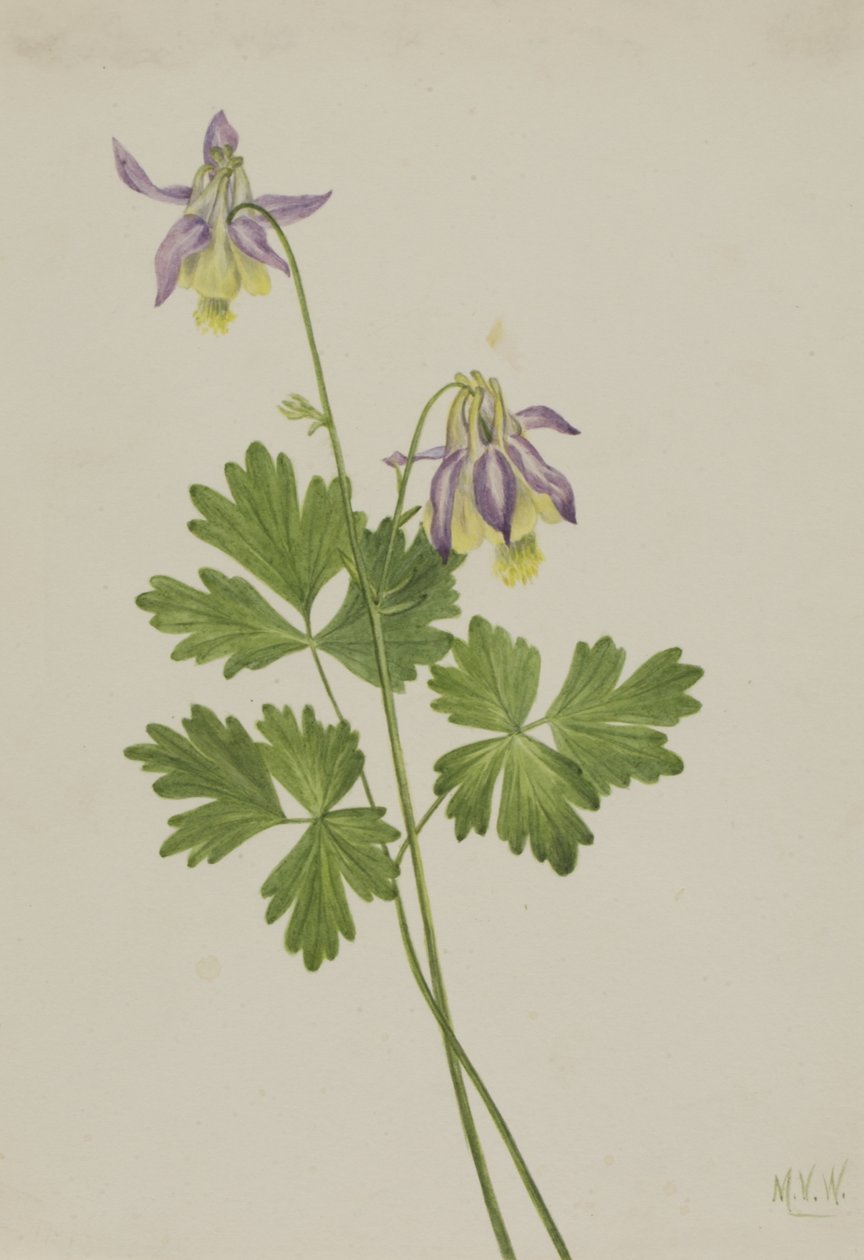 Colombina a Sperone Corto Aquilegia brevistyla, 1907 da Mary Vaux Walcott