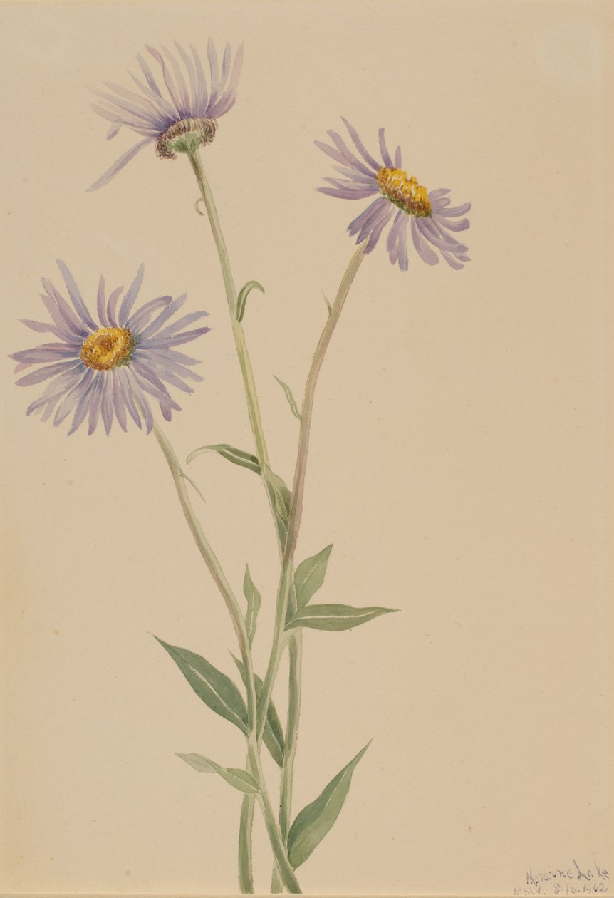 Erigeron salsuginosus, 1902 da Mary Vaux Walcott