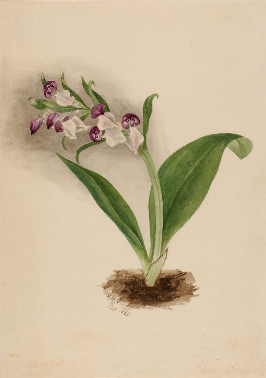 Orchidee vistose (Orchis spectabilis) da Mary Vaux Walcott