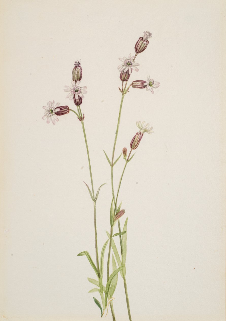 Silene multicaulis da Mary Vaux Walcott