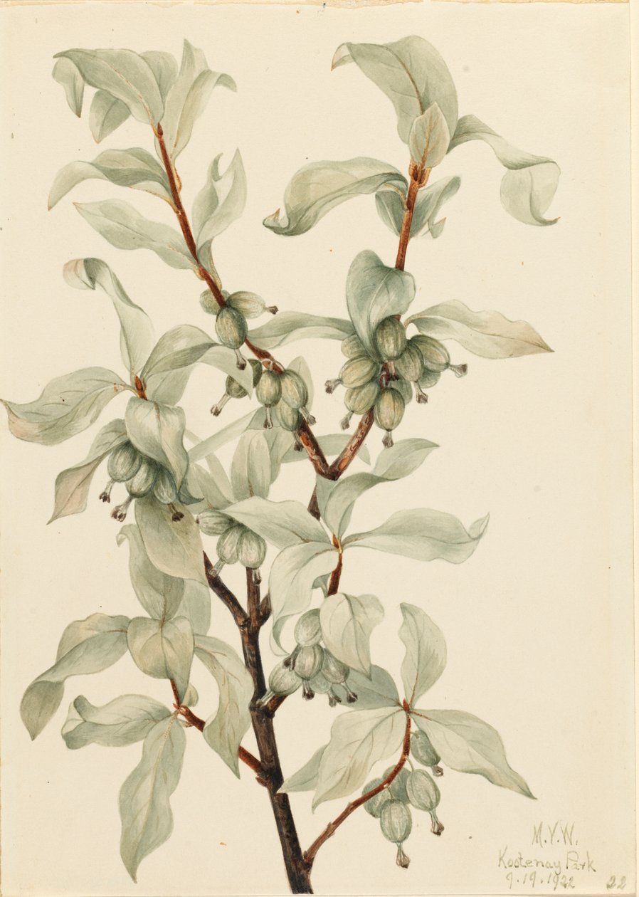 Elaeagnus commutata da Mary Vaux Walcott