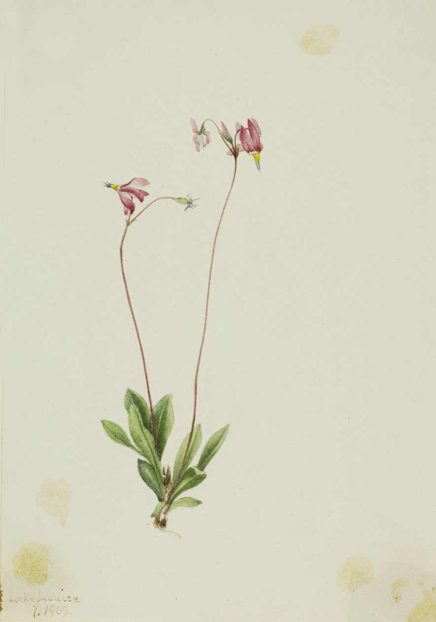 Stella cadente (Dodecatheon pauciflorum) da Mary Vaux Walcott