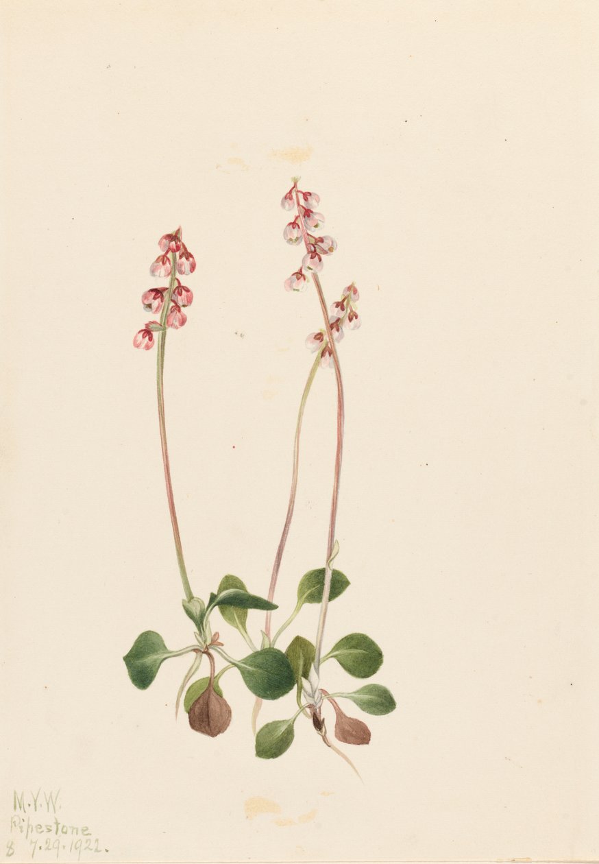 Piccola Pyrola Pyrola minor, 1922 da Mary Vaux Walcott