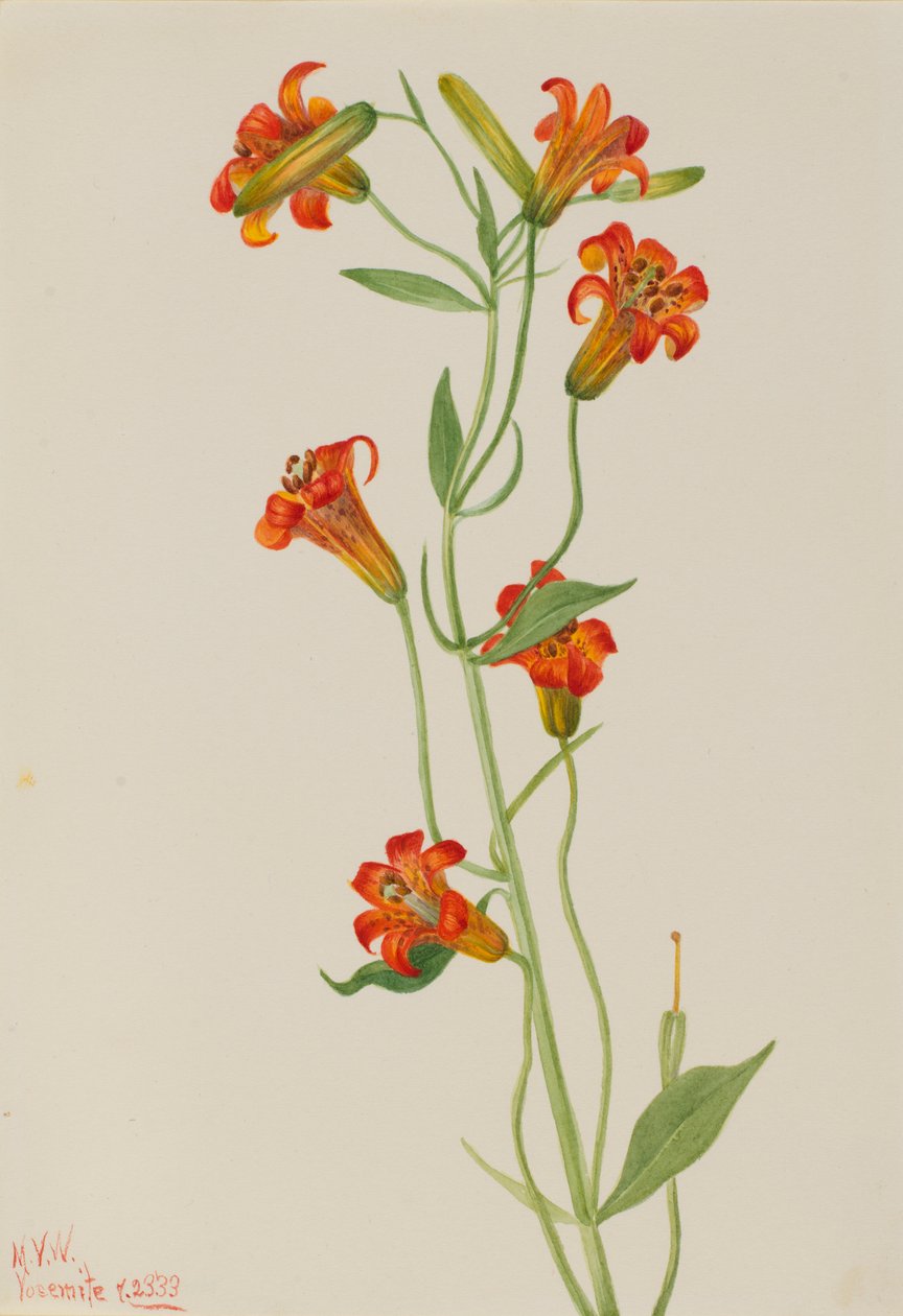 Giglio tigrato piccolo (Lilium parvum) da Mary Vaux Walcott