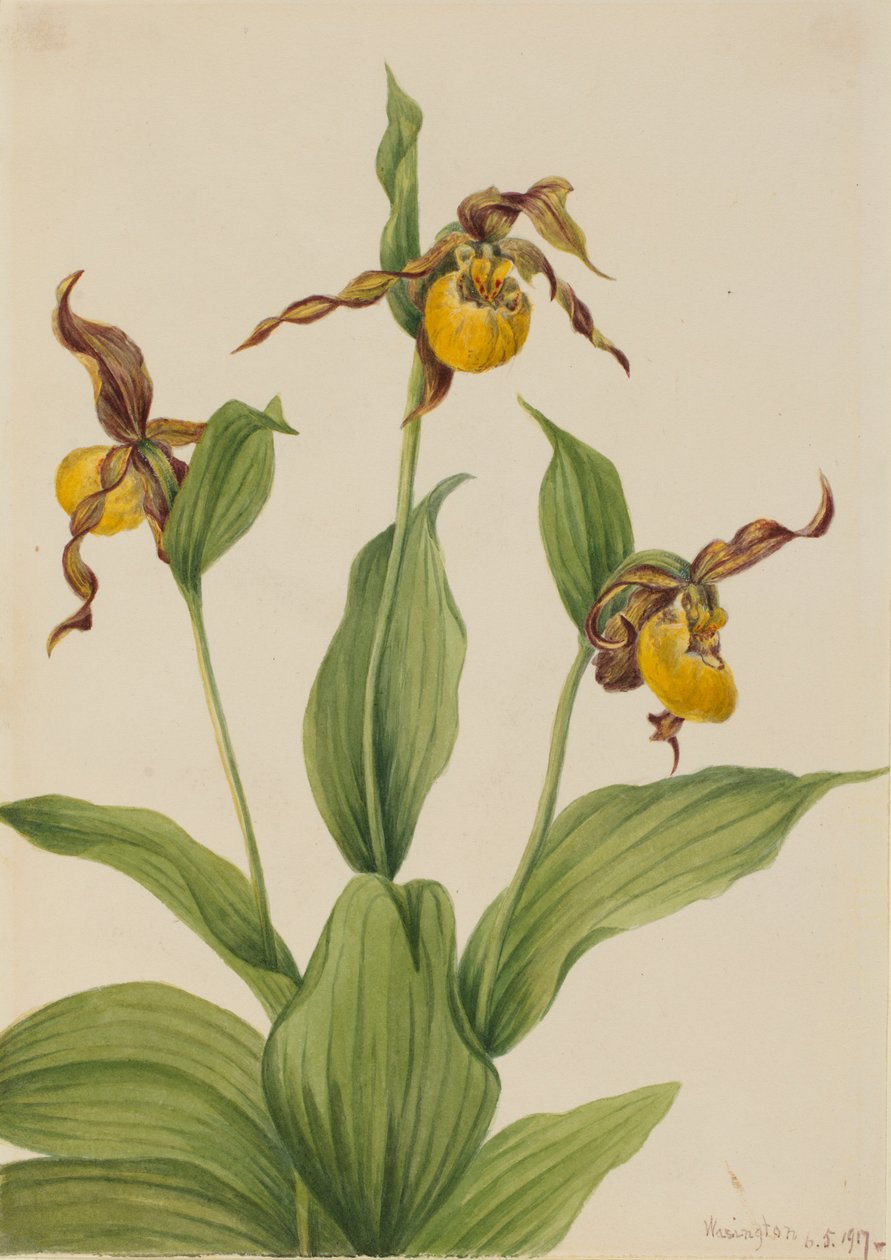 Piccolo Ladyslipper giallo (Cypripedium parviflorum) da Mary Vaux Walcott