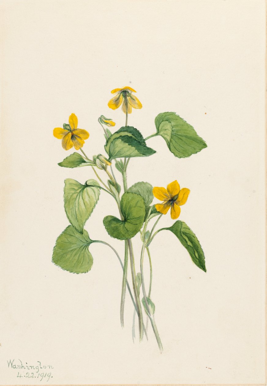 Viola gialla liscia (Viola eriocarpa) da Mary Vaux Walcott