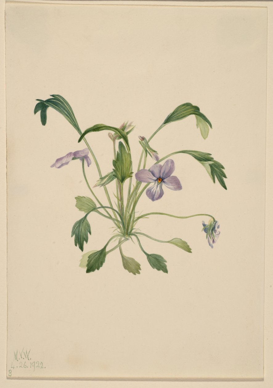 Viola del Sud (Viola digitata) da Mary Vaux Walcott