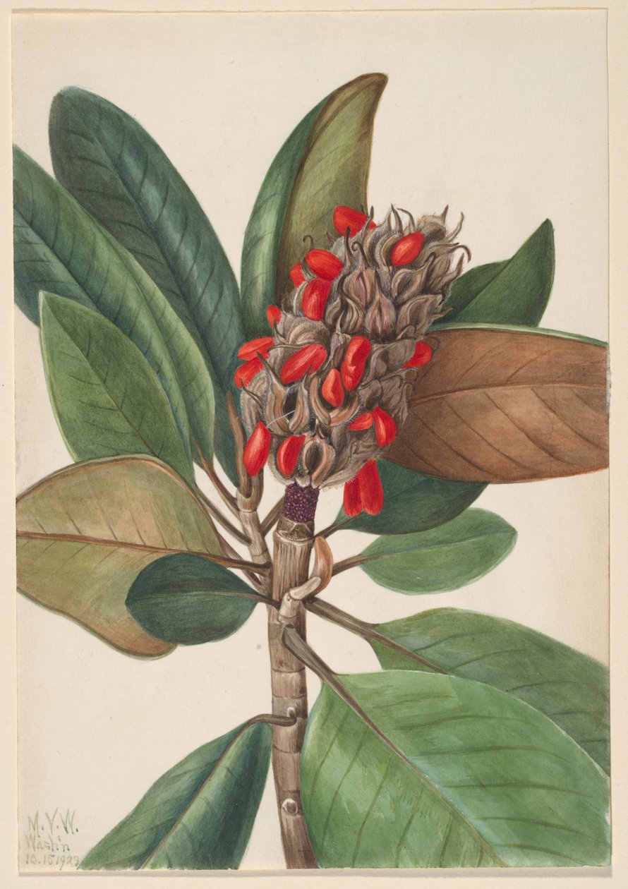 Southern Magnolia (Magnolia grandiflora) da Mary Vaux Walcott