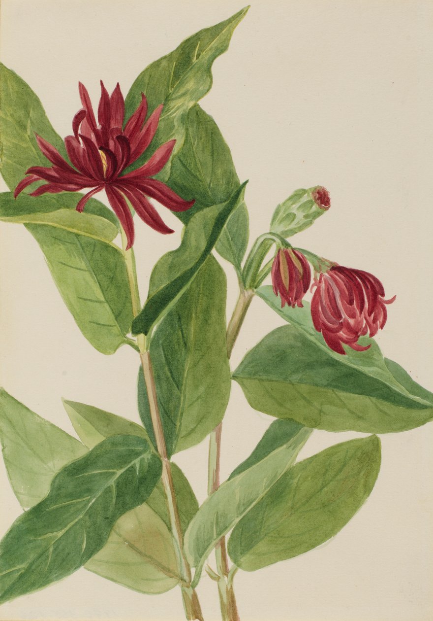 Spicebush (Calycanthus occidentalis) da Mary Vaux Walcott