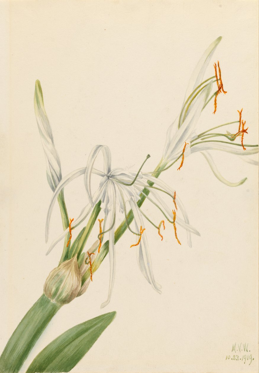 Giglio di ragno (Hymenocallis rotata) da Mary Vaux Walcott