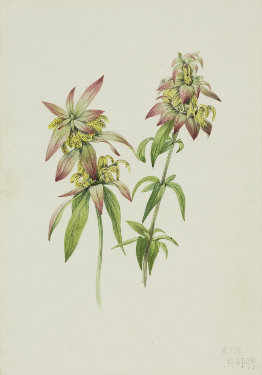 Monarda punctata (Monarda punctata) da Mary Vaux Walcott