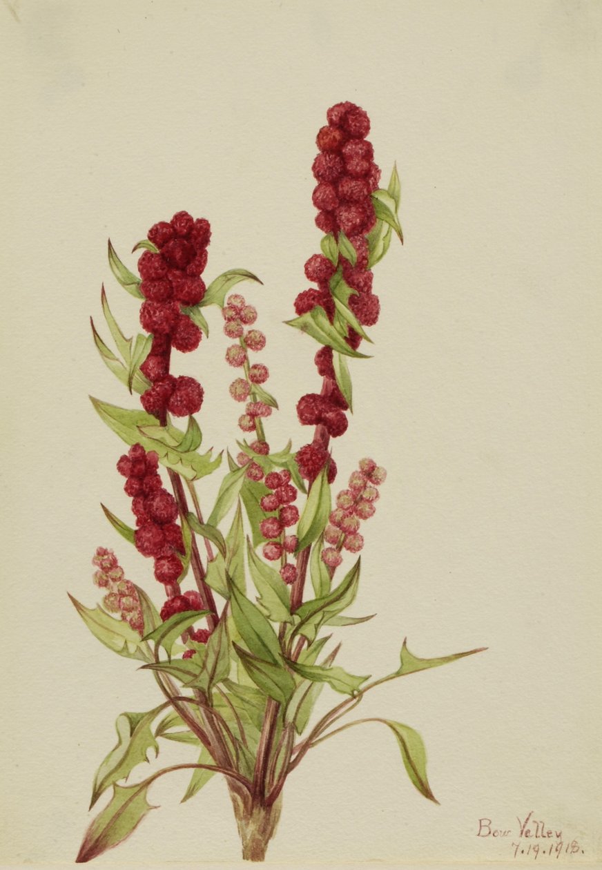 Fragola-bianco (Chenopodium capitatum) da Mary Vaux Walcott