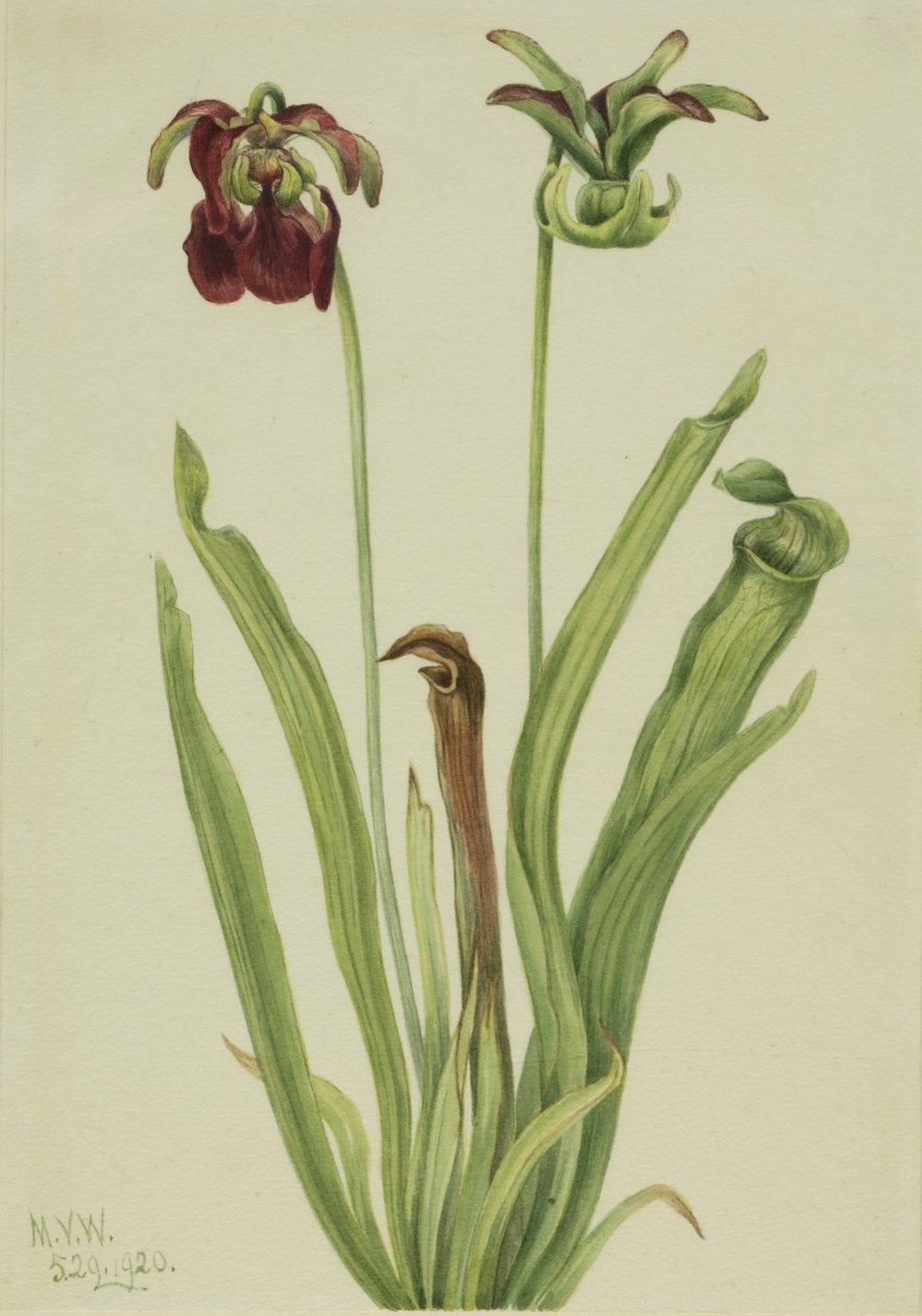 Pianta grassa (Sarracenia rubra) da Mary Vaux Walcott
