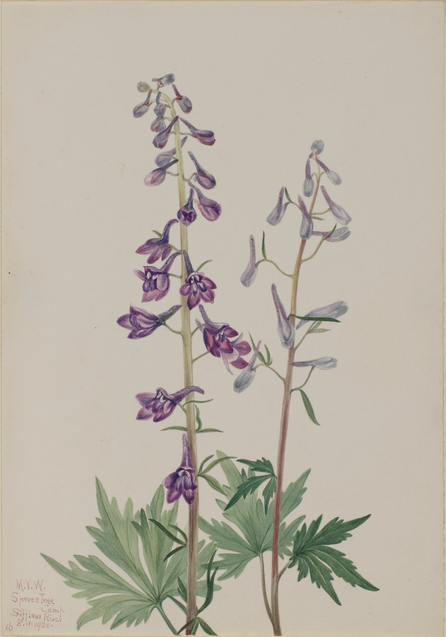 Delphinium elongatum, 1920 da Mary Vaux Walcott