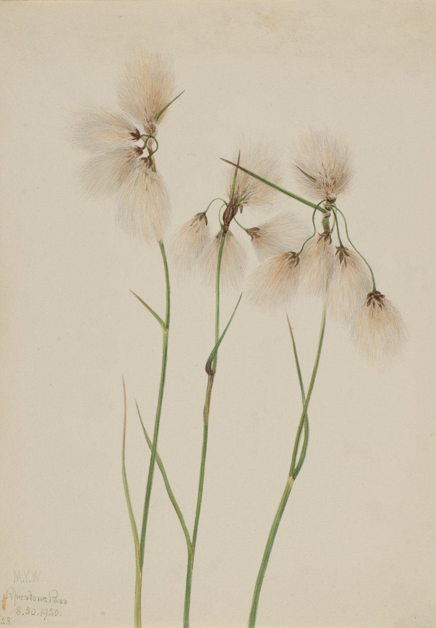 Cotonello (Eriophorum angustifolium) da Mary Vaux Walcott