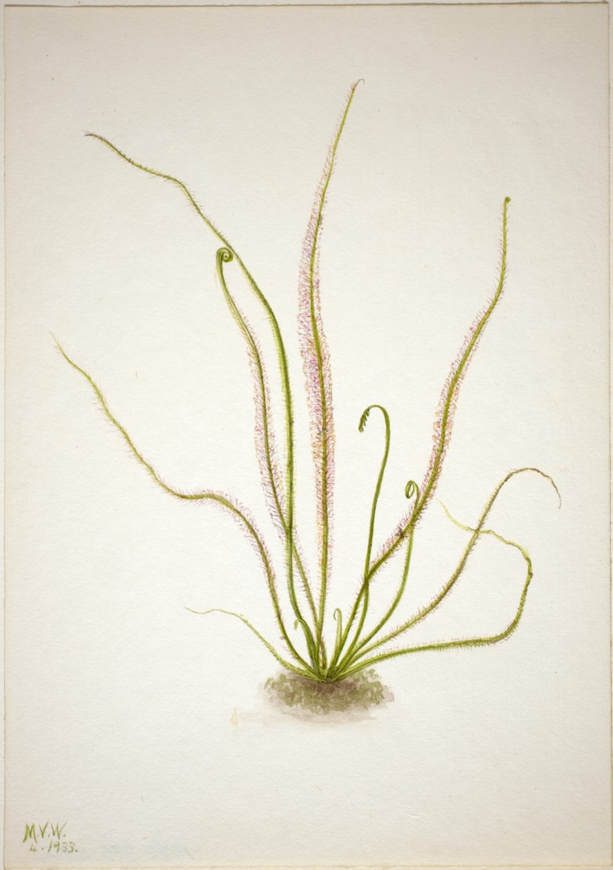 Drosera rotundifolia (Drosera rotundifolia) da Mary Vaux Walcott