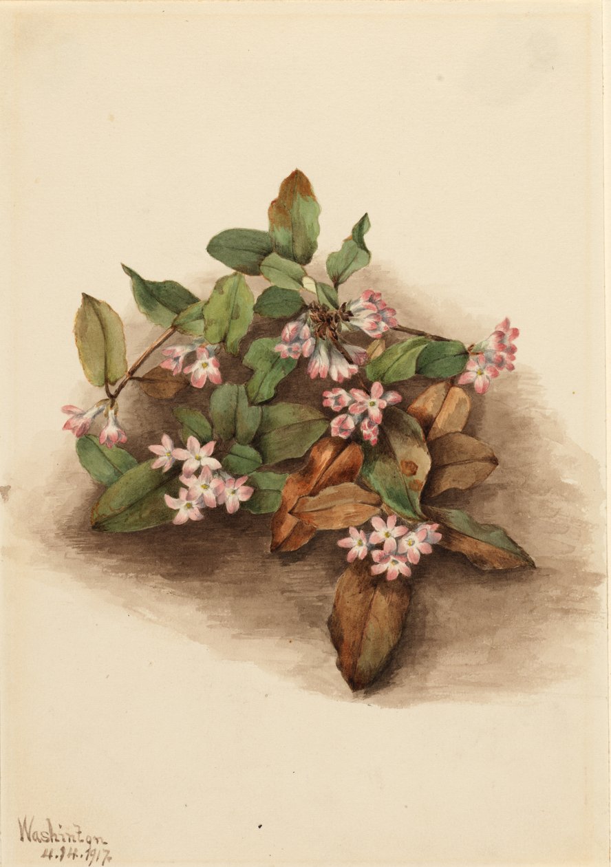 Corbezzolo rampicante (Epigaea repens) da Mary Vaux Walcott