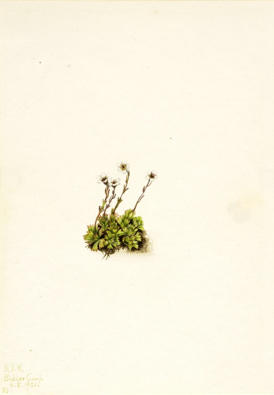 Sassifraga a ciuffi (Saxifraga caespitosa) da Mary Vaux Walcott