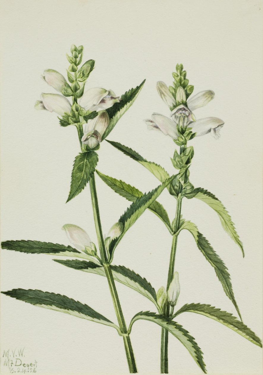 Testuggine (Chelone glabra) da Mary Vaux Walcott
