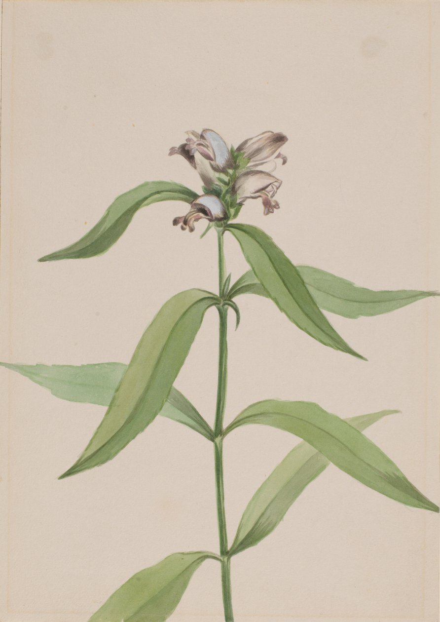 Testuggine (Chelone glabra) da Mary Vaux Walcott