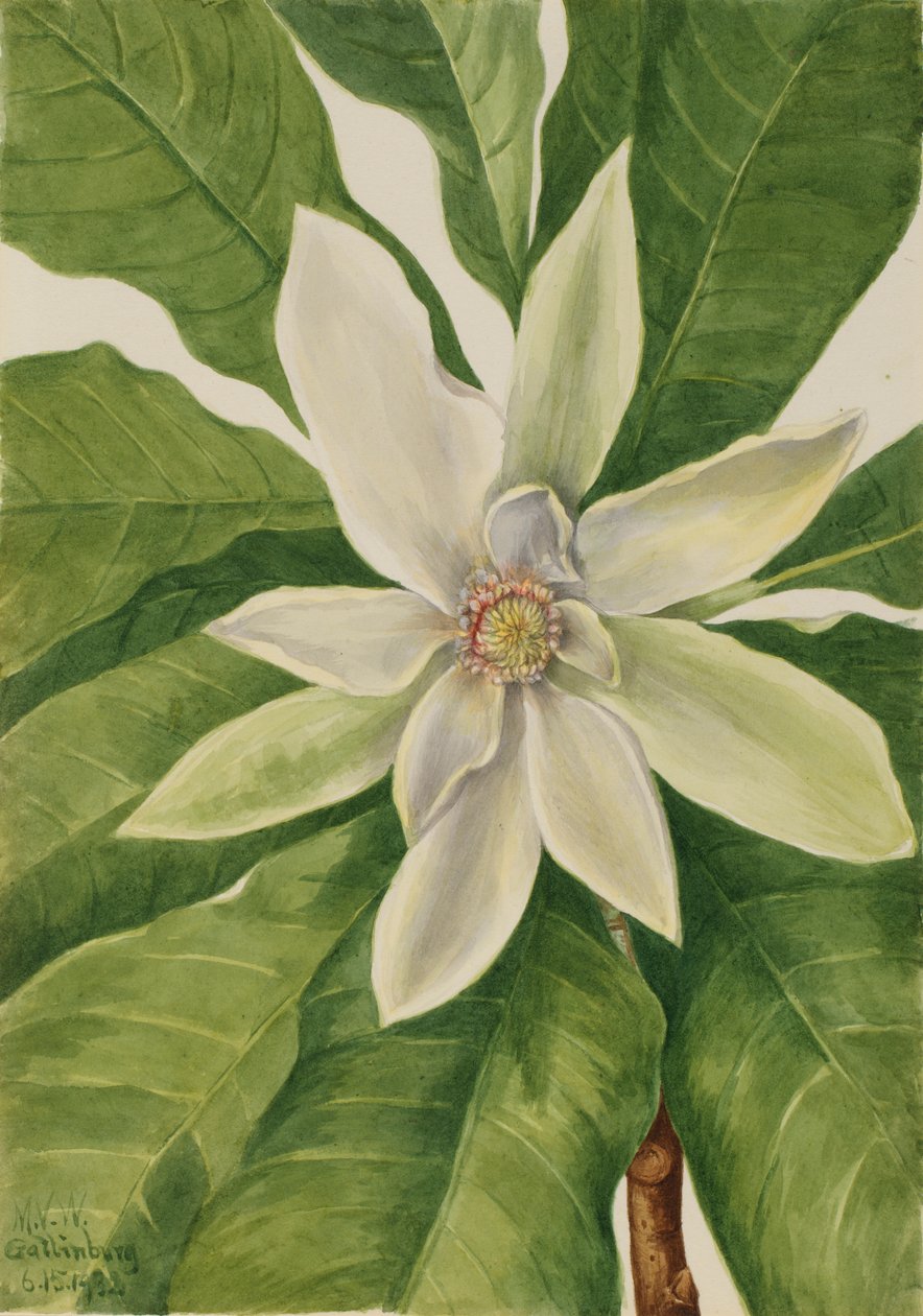 Umbrella Tree (Magnolia tripetala) da Mary Vaux Walcott