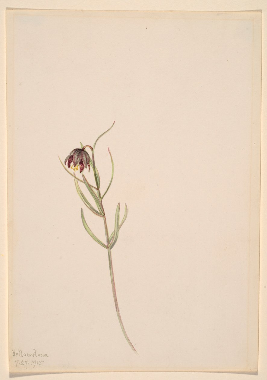 Senza titolo - Studio di un fiore da Mary Vaux Walcott