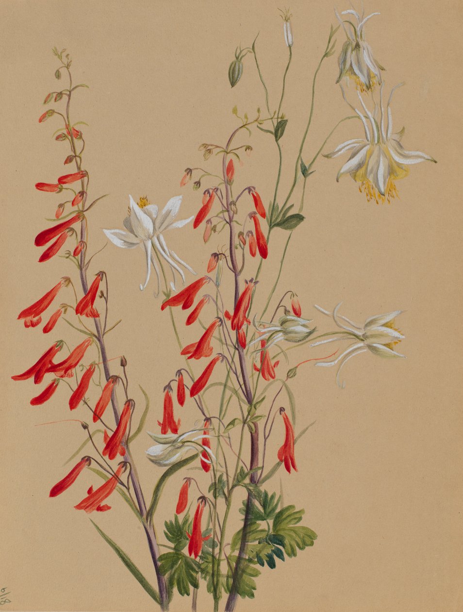 Senza titolo - Studio di un fiore da Mary Vaux Walcott
