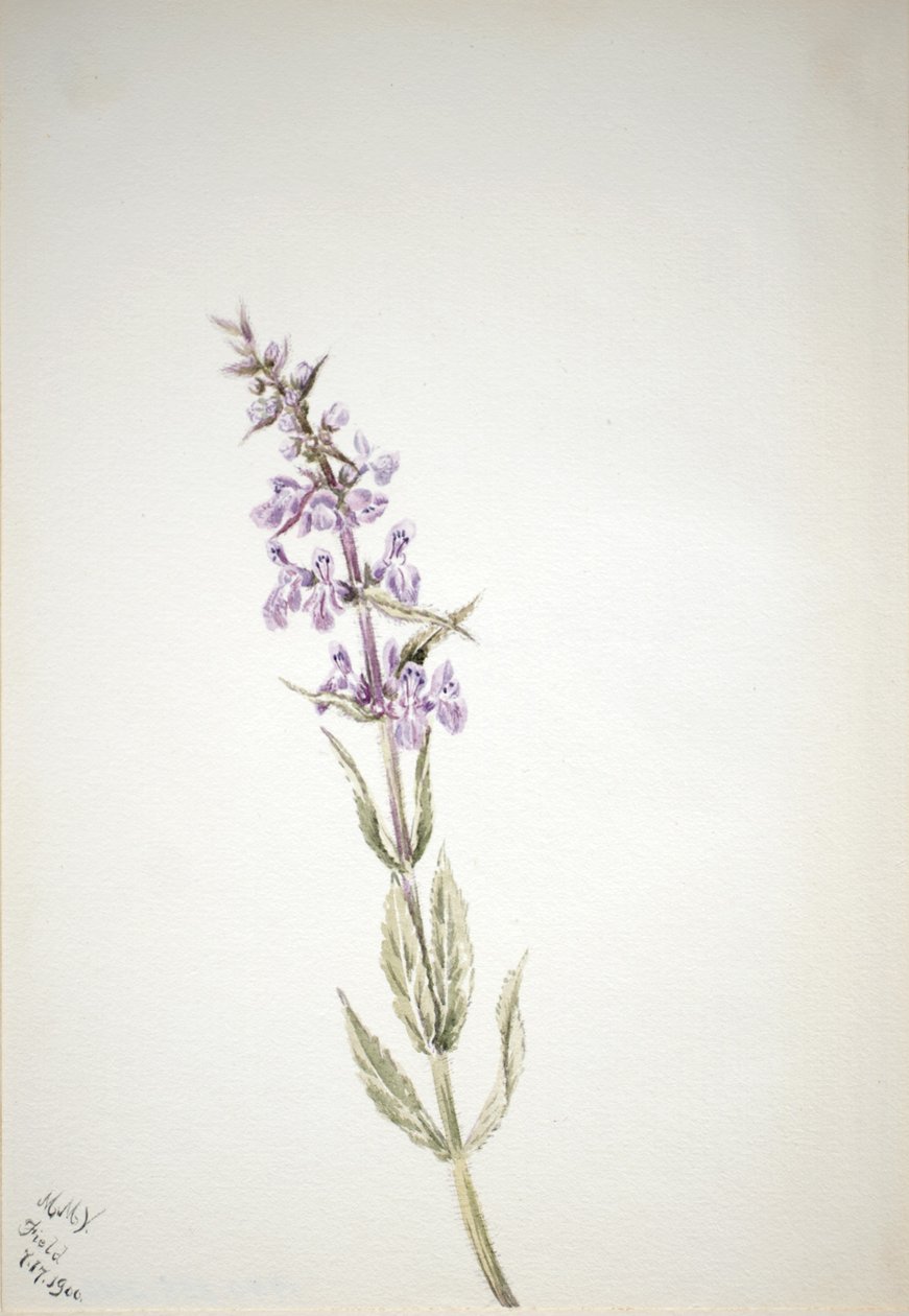 Senza titolo - Studio di un fiore da Mary Vaux Walcott