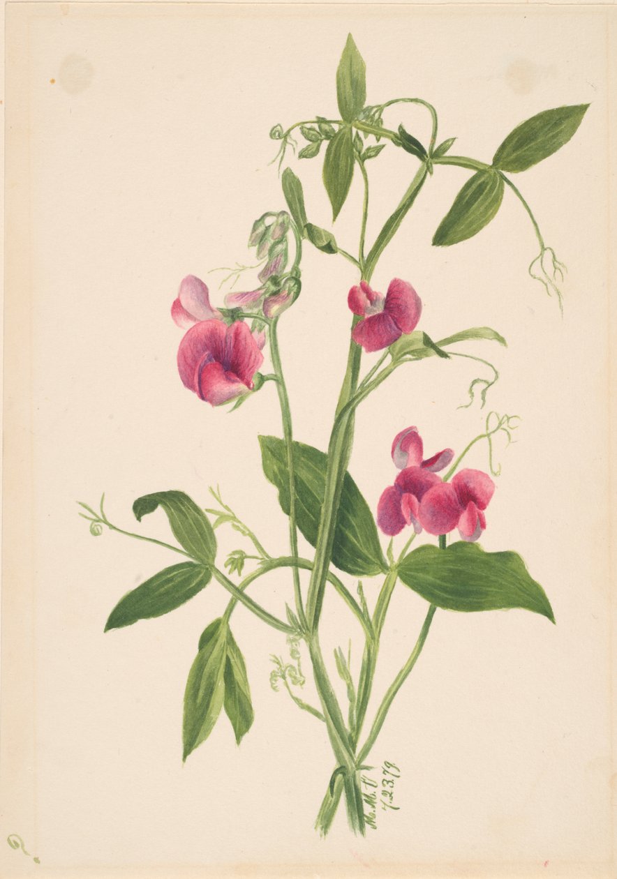 Studio di fiori da Mary Vaux Walcott