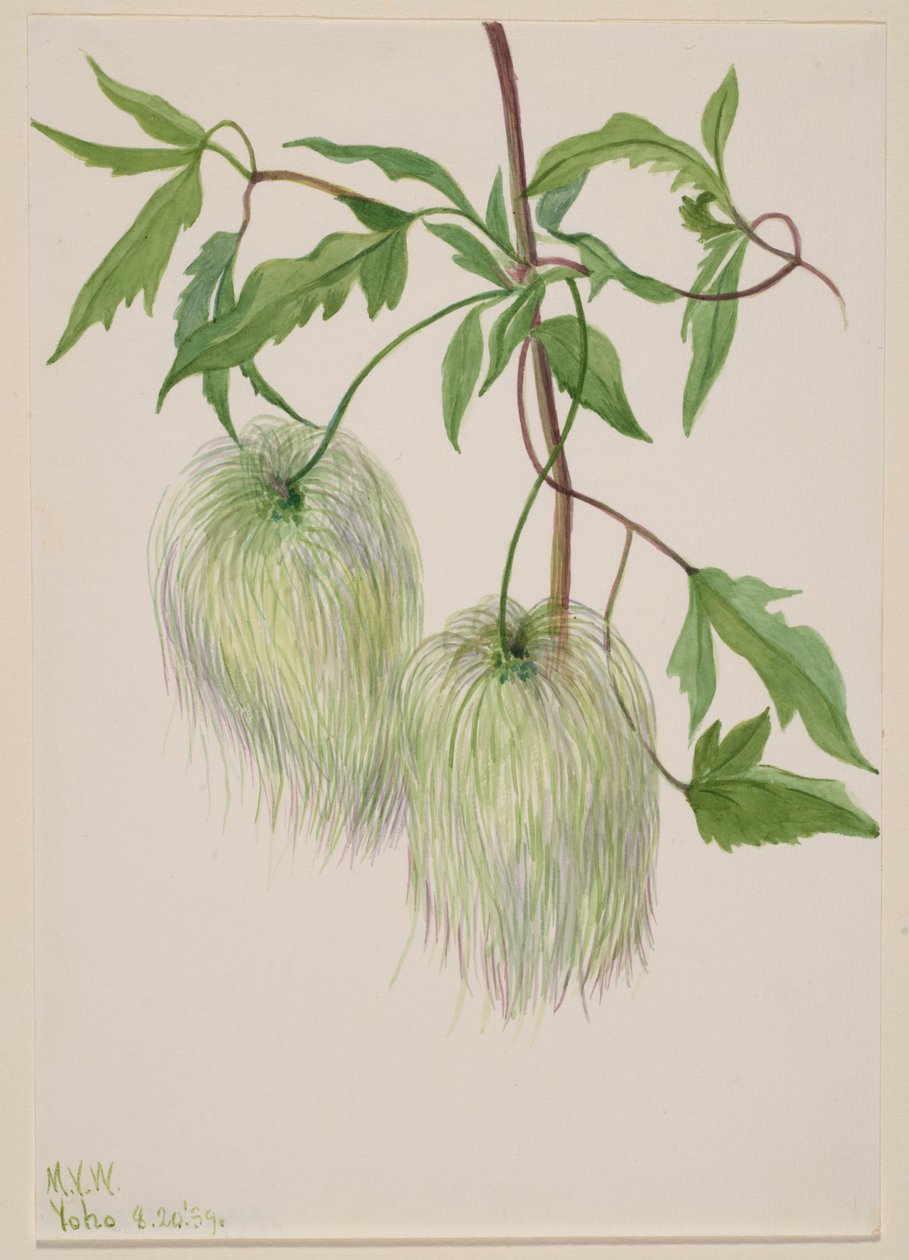 Senza titolo - Studio di una pianta da Mary Vaux Walcott