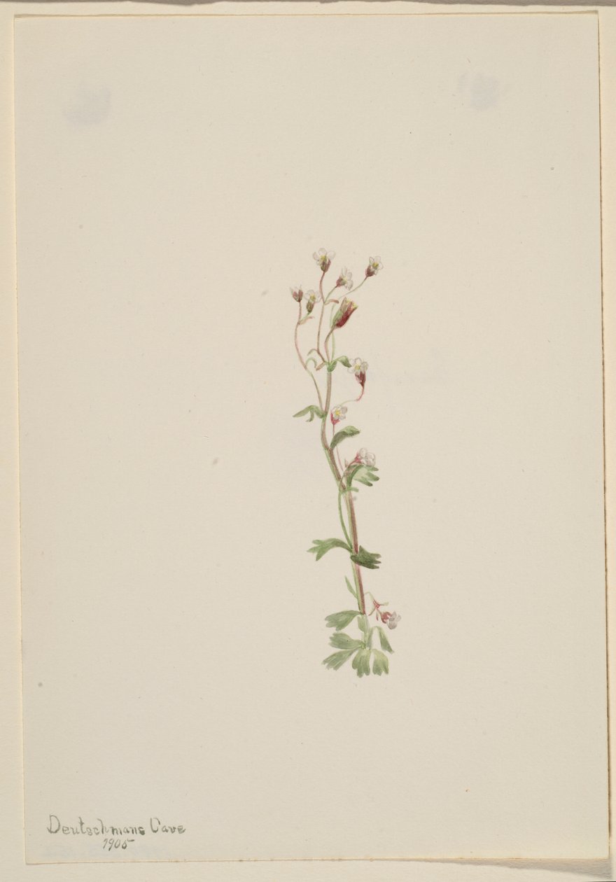 Senza titolo - Studio di una pianta da Mary Vaux Walcott