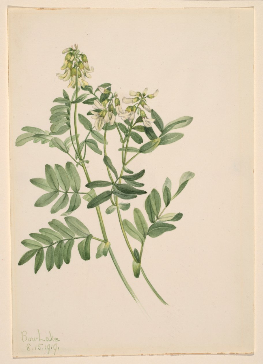 Senza titolo - Studio di una pianta da Mary Vaux Walcott
