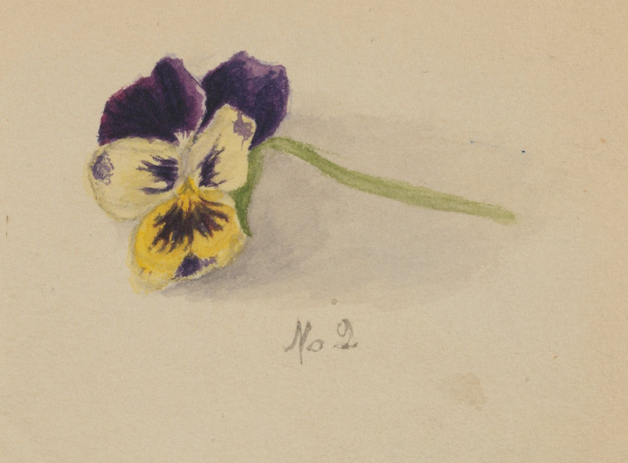 Senza titolo (Pansy) da Mary Vaux Walcott