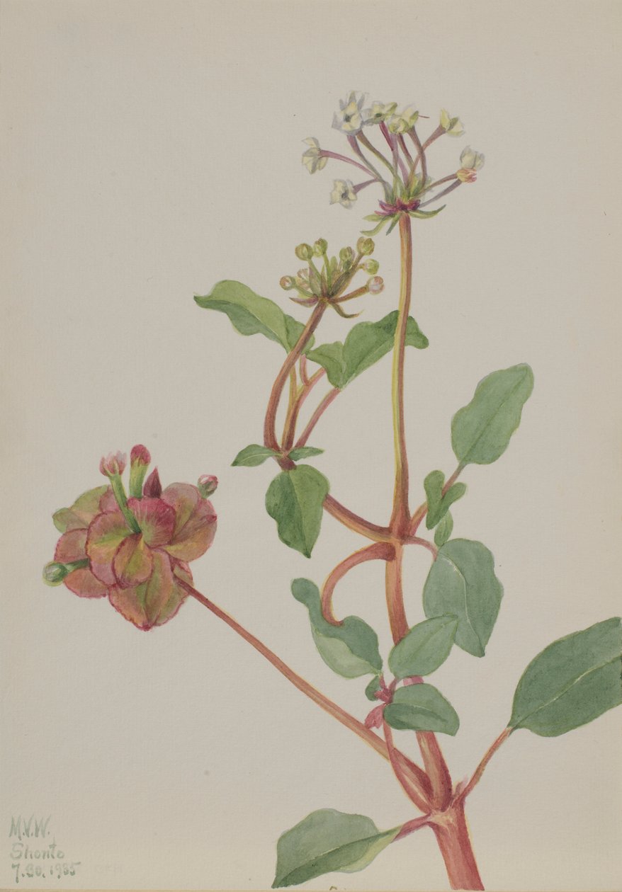 Senza titolo (Tripterocalyx pedunculatus) da Mary Vaux Walcott