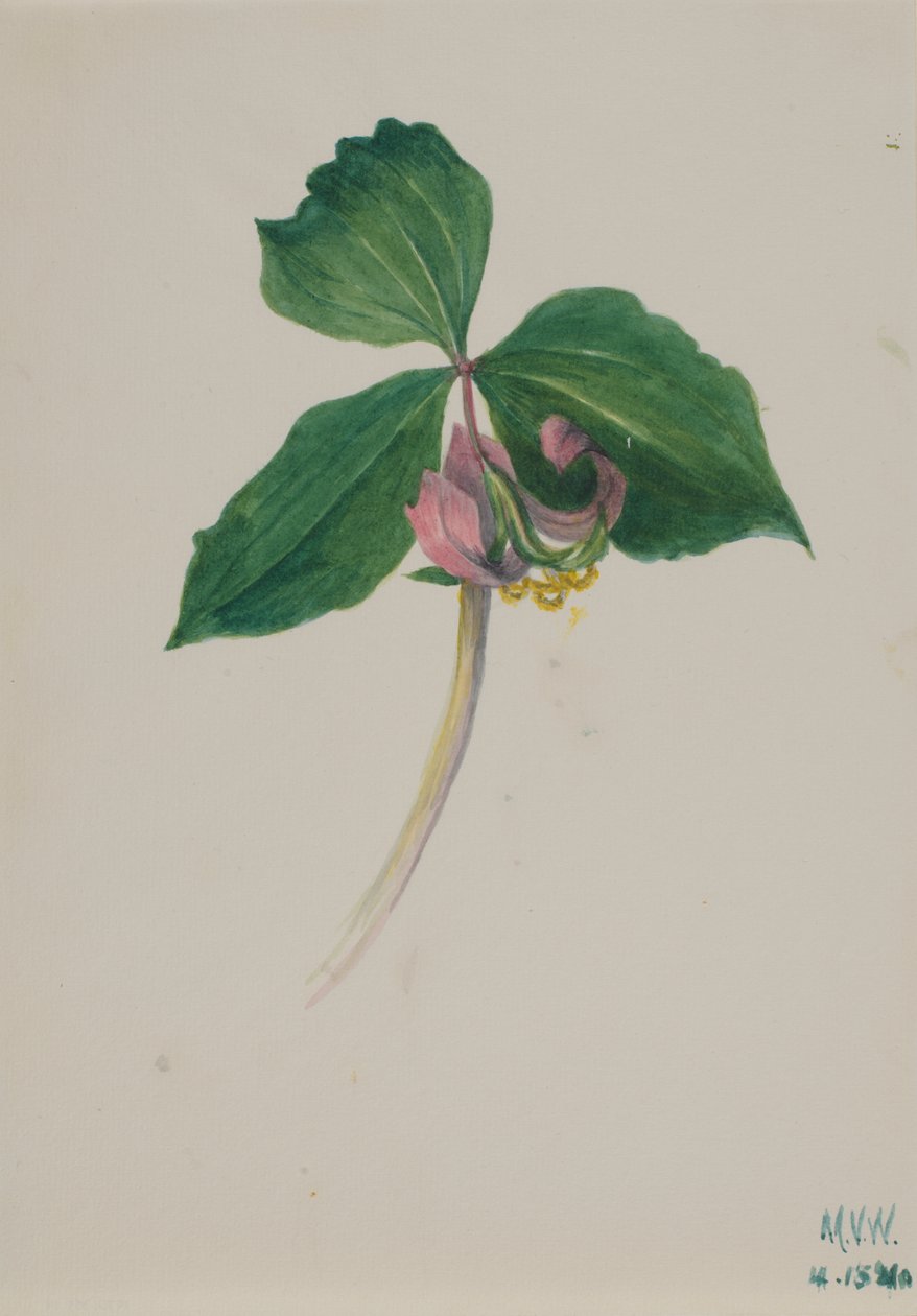 Senza titolo da Mary Vaux Walcott