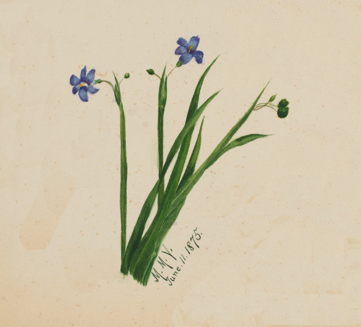 Senza titolo, 1875 da Mary Vaux Walcott