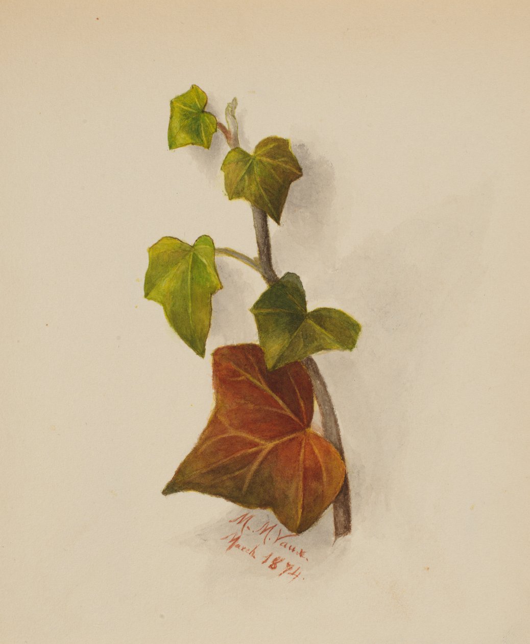 Senza titolo Edera, 1874 da Mary Vaux Walcott