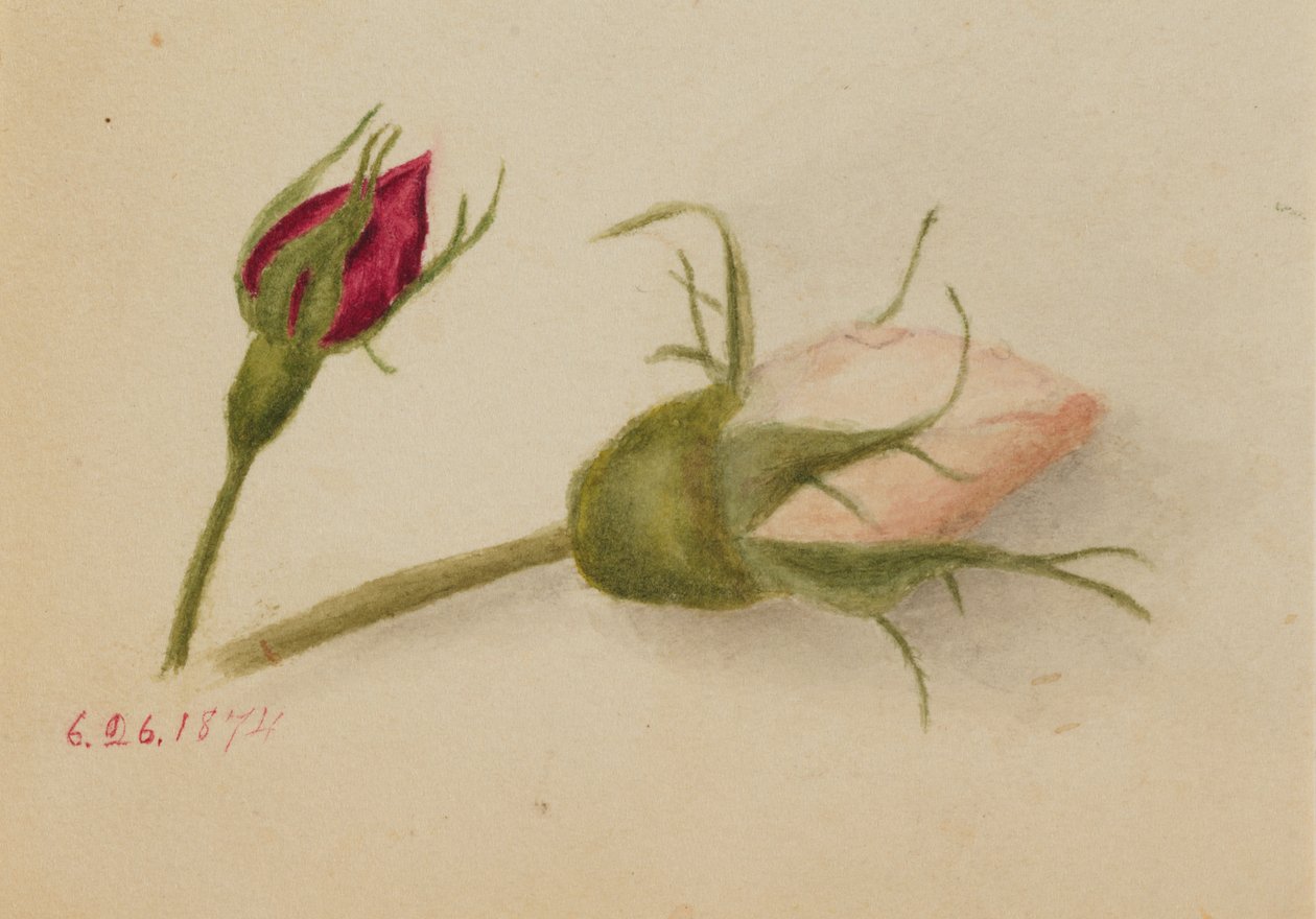 Boccioli di rosa da Mary Vaux Walcott