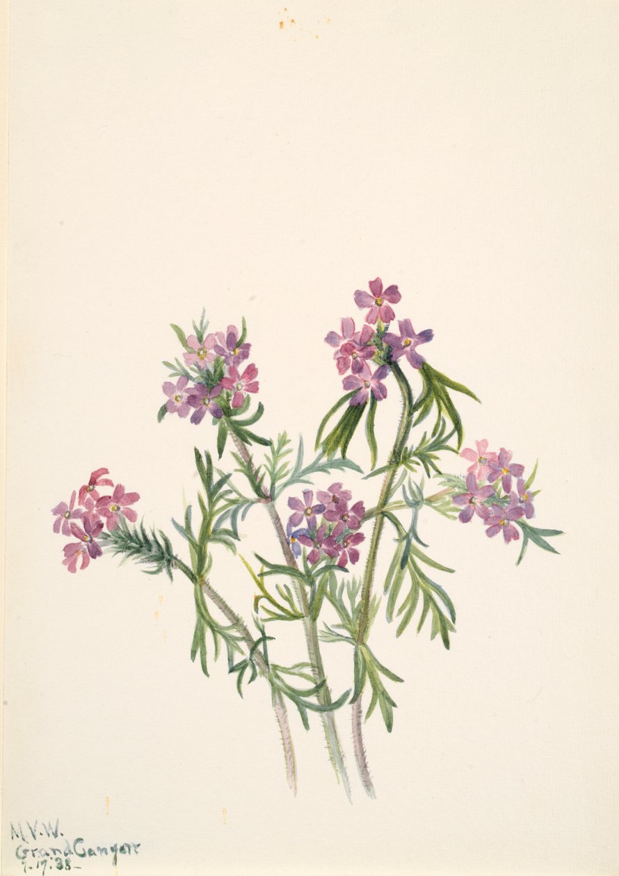 Verbena wrightii da Mary Vaux Walcott