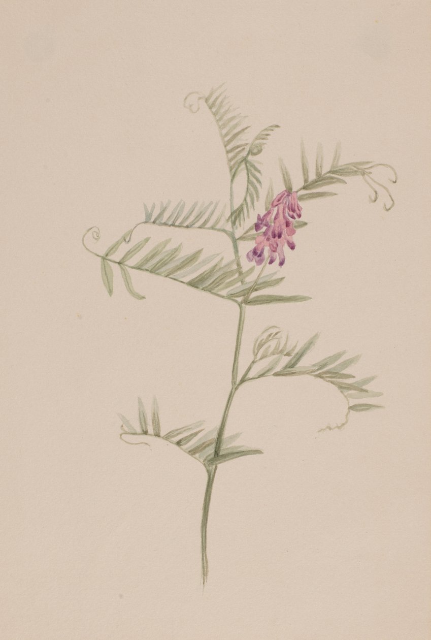 Vicia americana, ca. 1917-1918 da Mary Vaux Walcott